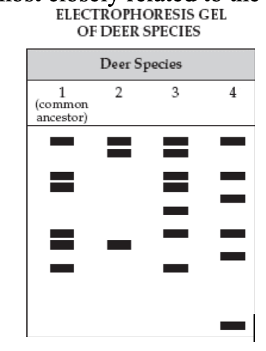 <p>71. This gel shows the DNA of a common ancestor of deer species.&nbsp; Which of the three species is most closely related to the common ancestor?</p><table style="min-width: 150px"><colgroup><col><col><col><col><col><col></colgroup><tbody><tr><td colspan="1" rowspan="1"><p class="p1">a.</p></td><td colspan="1" rowspan="1"><p class="p1">species 2</p></td><td colspan="1" rowspan="1"><p class="p3">c.</p></td><td colspan="1" rowspan="1"><p class="p1">species 3</p></td><td colspan="1" rowspan="1"><p class="p3">e.</p></td><td colspan="1" rowspan="1"><p class="p1">species 4</p></td></tr></tbody></table><p></p>