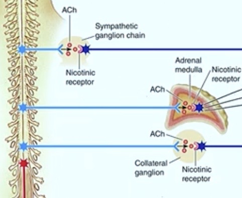 <p><strong>Nicotonic</strong> receptors</p><p>( remember: anytime acetylcholine’s involved it’s gonna be nicotinic receptor EXCEPT for parasympathetic on your final organ → muscarinic ) </p>