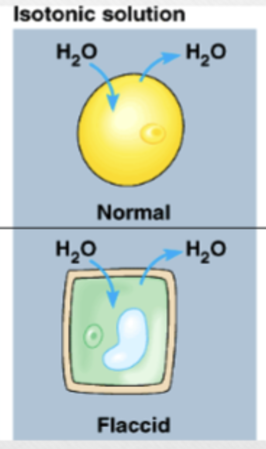 <p>relatively equal osmolarity in extracellular fluid and cytoplasm, animal cells prefer</p>