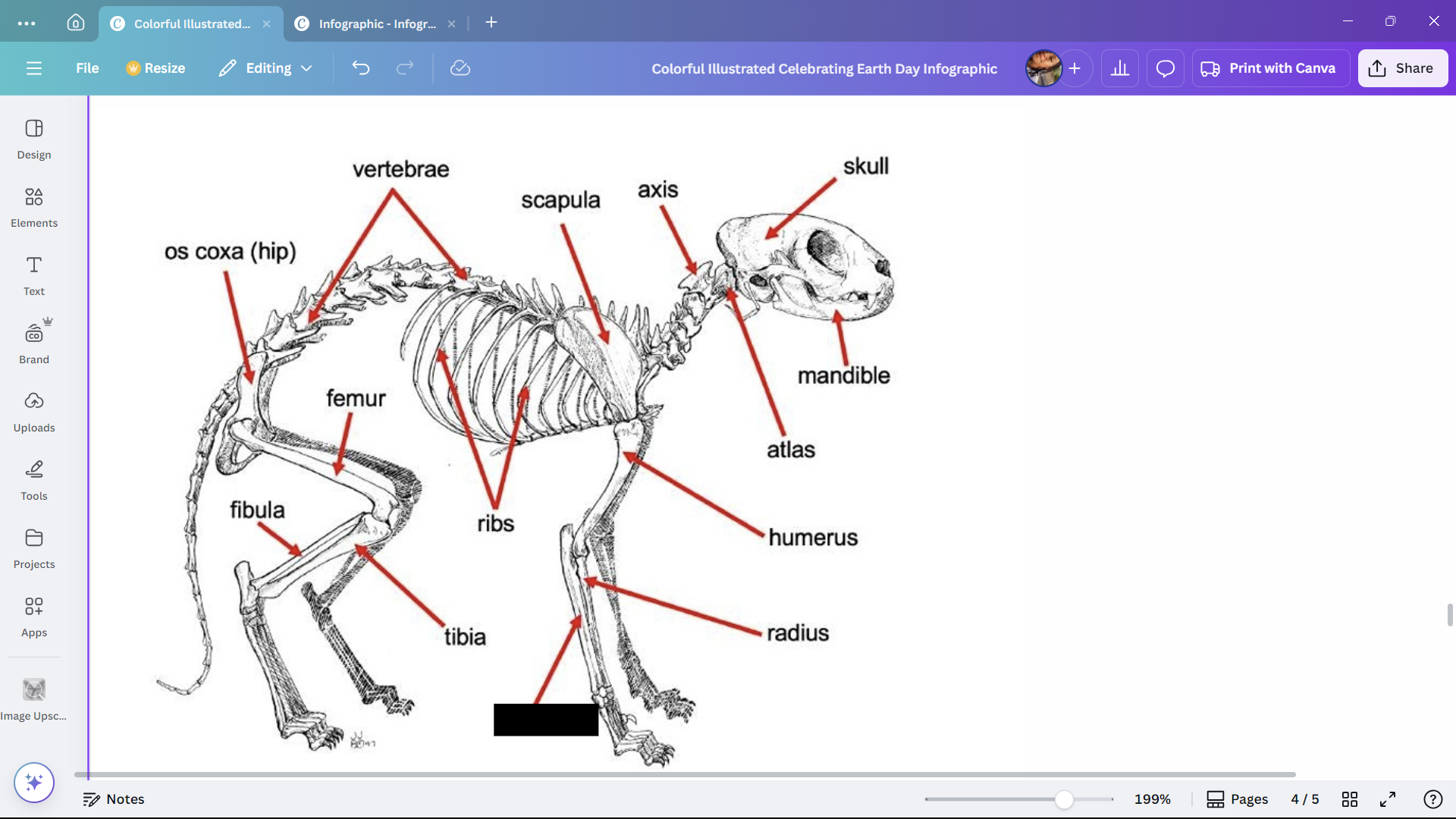 <p>One of the bones in the forearm of a cat.</p>