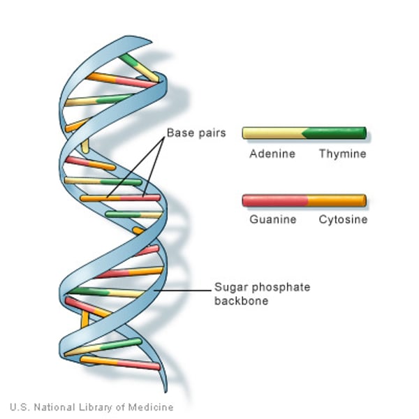 <p>Deoxyribonucleic acid, a self-replicating material present in nearly all living organisms as the main constituent of chromosomes. It is the carrier of genetic information. It is a long molecule composed of smaller molecules. It is composed of 6 different smaller molecules (Guanine, Thymine, Cytosine, Adenine, Deoxyribose, Phosphate Group).</p>