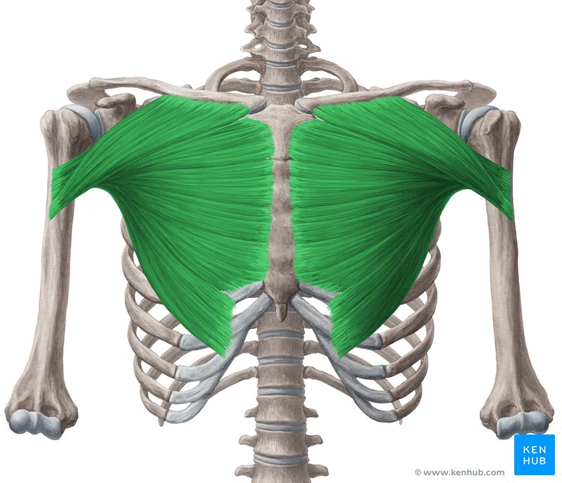 <p>Origin: Medial half of anterior clavicle; Anterior costal cartilage Insertion: Greater tubercle of humerus; Lateral intertubercular groove Actions: Adducts in frontal plane</p>