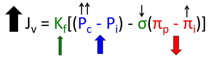 <p>Increases Kf because Lp increases. </p><p>Increases hydrostatic pressure difference. (Increases Pc)</p><p>Increases protein flux into the interstitium, decreasing the oncotic pressure difference. (Increases Pi I)</p><p>Decreases limiting oncotic effect</p><p>Increases Jv overall</p>