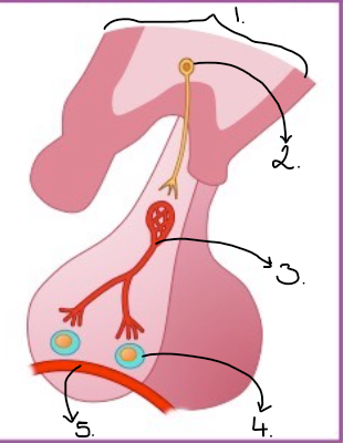 <p>Is this the anterior or posterior lobe+ fill in labels  </p>