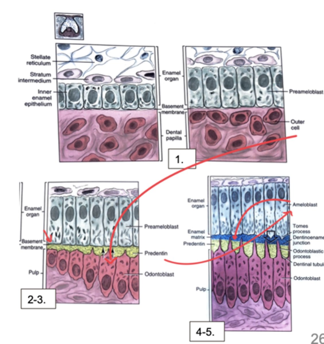 <p><strong>4&gt;2&gt;3&gt;1&gt;5</strong></p><p>1) Pre-ameloblasts form from IEE (cellular repolarization)</p><p>2) Odontoblasts form from outer cells</p><p>3) Odontoblasts produce pre-dentin matrix (basement membrane begins to disintegrate)</p><p>4) Ameloblasts form from pre- ameloblasts</p><p>5) Ameloblasts produce enamel matrix</p>