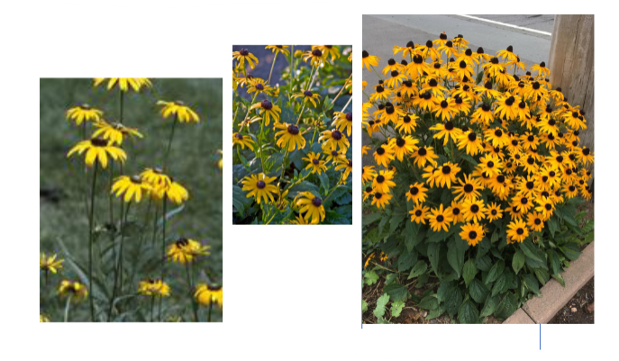 -petals appear to droop