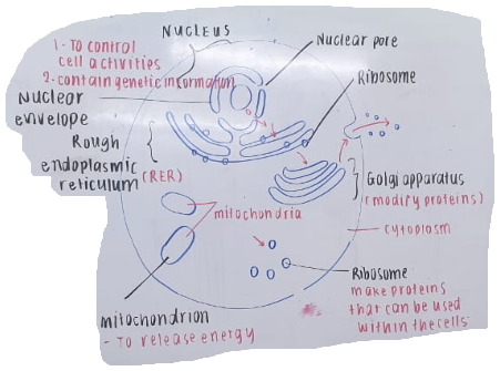 <p>Cells that contain a defined nucleus and may form multicellular organisms.</p>