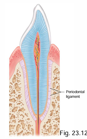 <p>What do the periodontal ligaments do?</p>