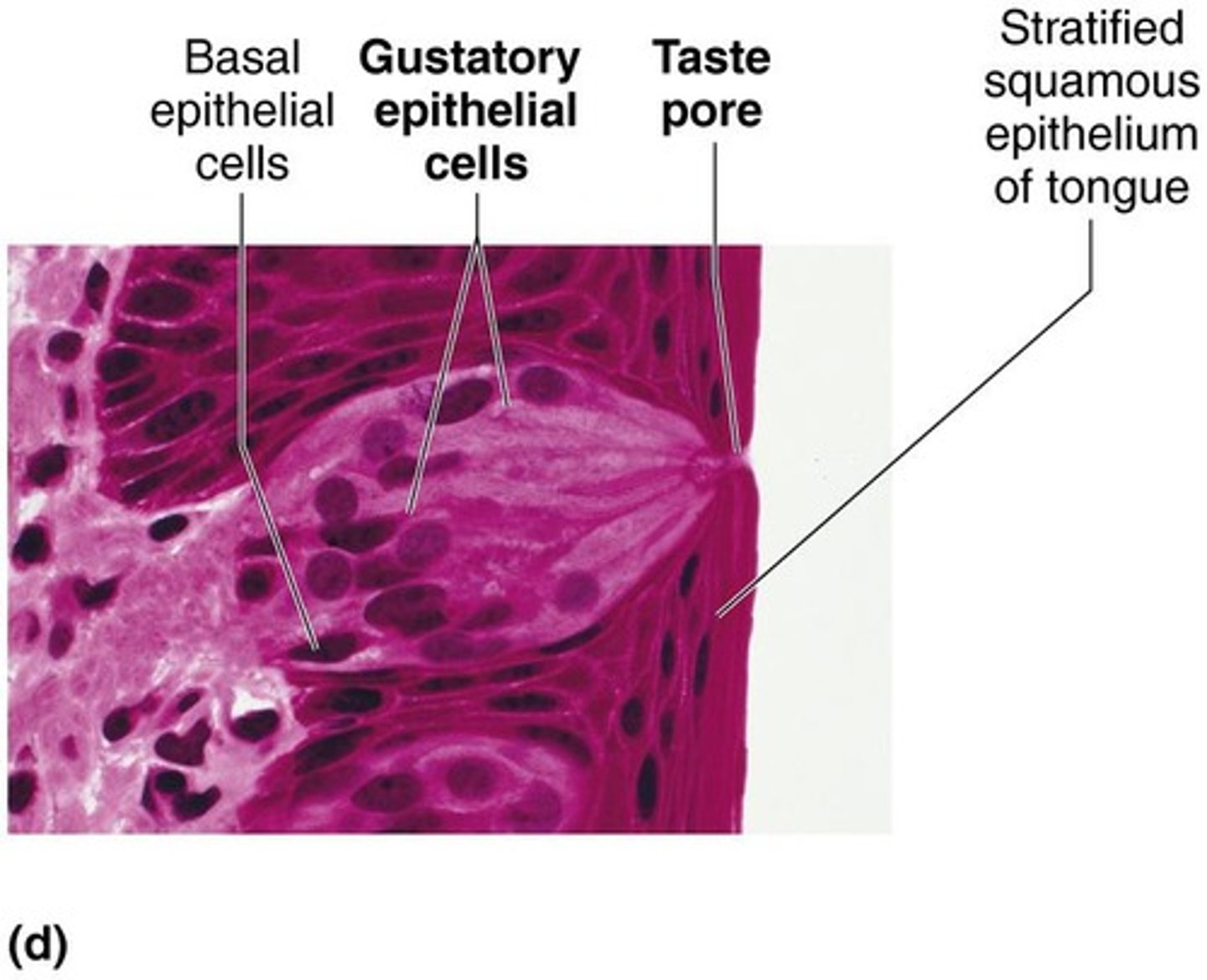 <p>Opening through which gustatory hairs project.</p>