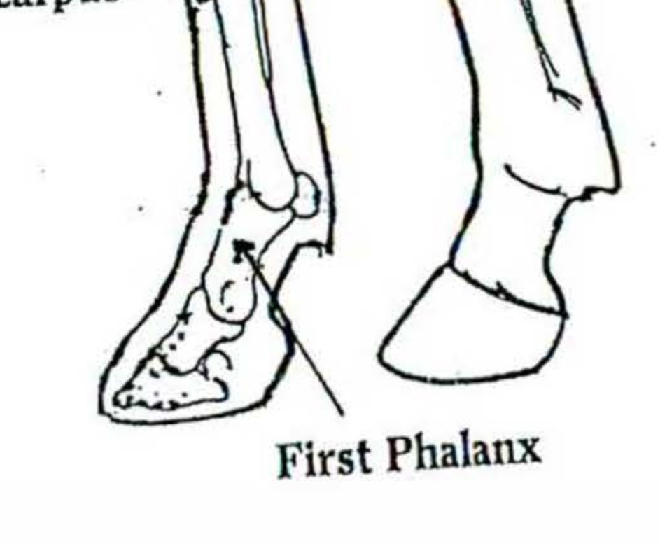 <p>First phalanx </p>