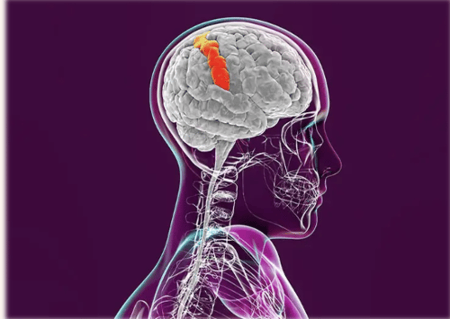 <p><span>The pain stimulus reaches the <strong>cerebral cortex, </strong>where the brain interprets the quality of the pain (sharp, dull, aching) and processes information from past experiences, knowledge, and cultural associations in the perception of the pain. Pain is perceived and understood.</span></p><p style="text-align: left;"><span><strong>The somatosensory </strong>cortex identifies the location and intensity of the pain<strong>.&nbsp; </strong>In this part of the pain pathway, triggers for anxiety, fear, and depression can occur with pain stimulus.&nbsp; Perception gives awareness to pain, resulting in a reaction that includes both physiological and behavioral responses.</span></p>