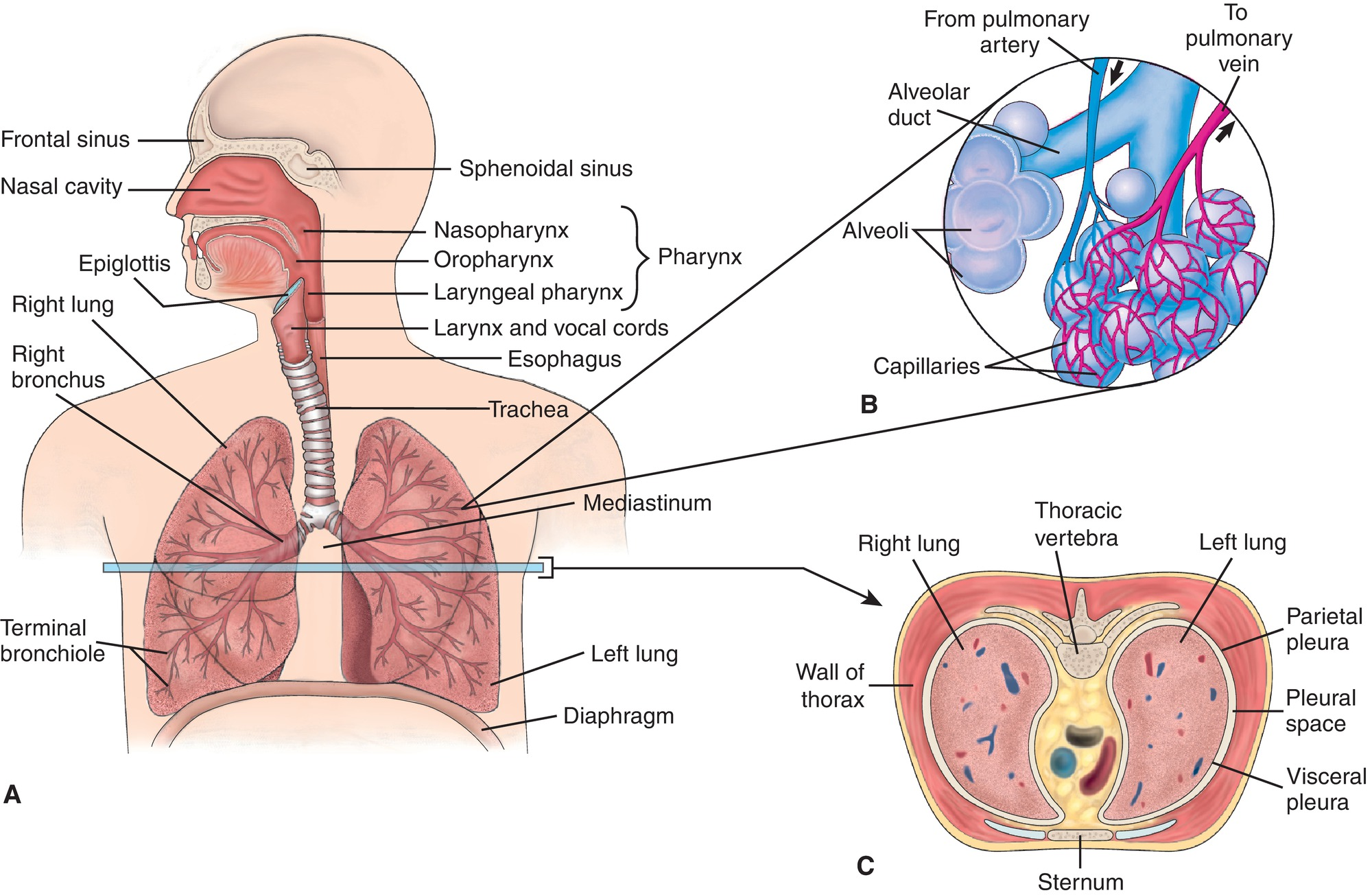 <p>lower resp tract pic</p>