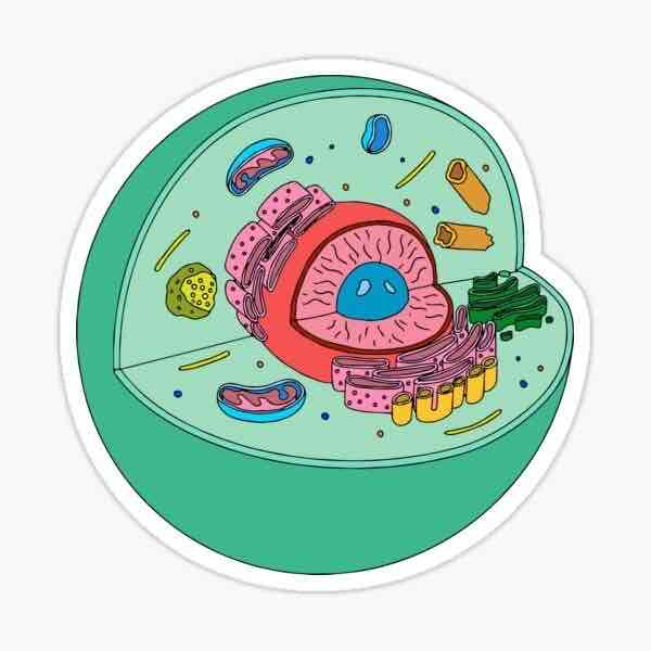<p>Cells that contain their DNA in a nucleus</p>