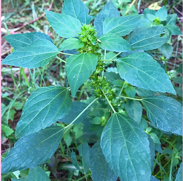 <p>What is the growth form of this plant?</p>