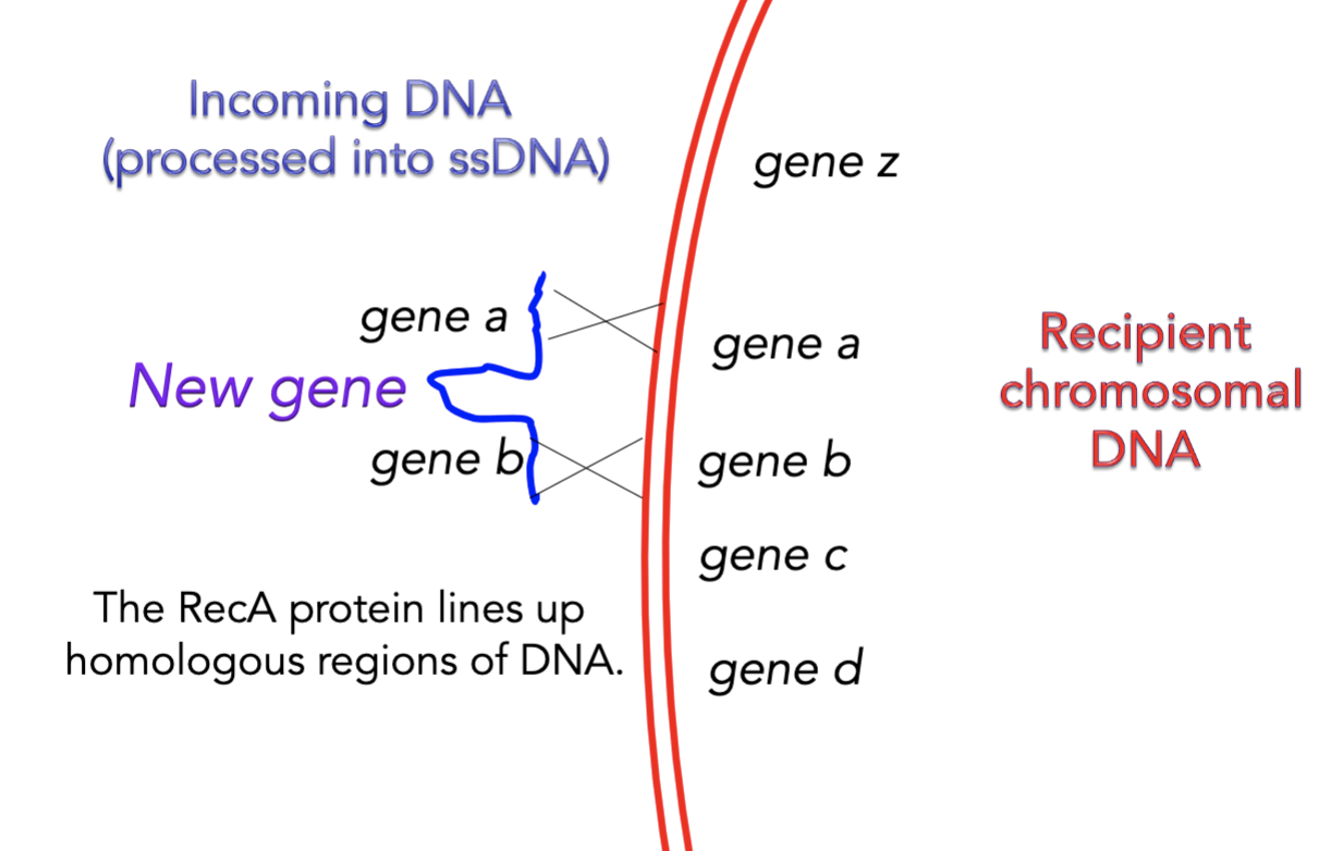<p>if incoming DNA has a pair of genes homologous to that of recipient chromosomal DNA, RecA protein can line up the homologous regions of DNA and integrate the new incoming genes in a strand of the recipient.</p><p>Upon cell division, one of the duahgter cells will inherit the chromosome that has the newly incorporated gene. This new gene may confer a new ability (antibiotic resistance, virulence factor, enzyme, etc.) </p>