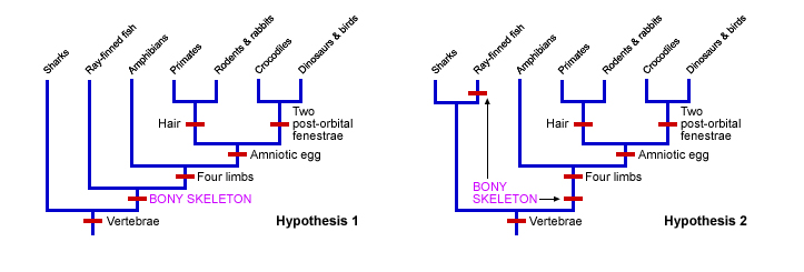 <p>The principle that the simplest explanation that can explain the data is to be preferred<span><span>.</span></span></p><p><span><span>Ex: Hypothesis 1 is better due to having 6 evolutionary changes, compared to hypothesis 2 where there is 7 evolutionary changes </span></span></p>