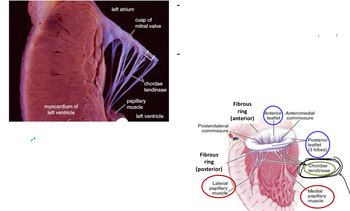<p>They have:</p><ul><li><p>central core (dense fibrous connective tissue w/ collagen and elastic fibers)</p></li><li><p>Endothelial layers lining on both side</p></li><li><p>Chordae Tendinae( dense connective tissue (lined by endocardium) whichi binds valve leaflets to papillary muscle (prevents regurgitation))</p></li></ul><p></p>