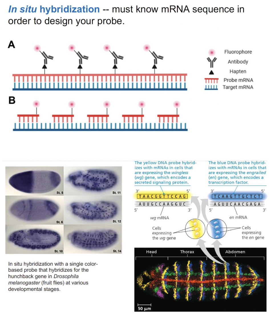a technique using nucleic acid hybridization with a labeled probe to detect the location of a specific mRNA in an intact organism

\
STEPS: 

* design a DNA probe that is complementary to the specific mRNA and has a fluorescence molecule attached
  * fluorescence molecule allows you to see where the DNA probe is binding
  * when cells express the specific mRNA, it means probe has binded so you see fluorescence
  * when cells don’t express mRNA: probe did NOT have anything to bind to → don’t see fluorescence 
* hybridize (bind) the probe to various tissue sections
* visualize tissues under a microscope to see if mRNA is present in any of these tissues 