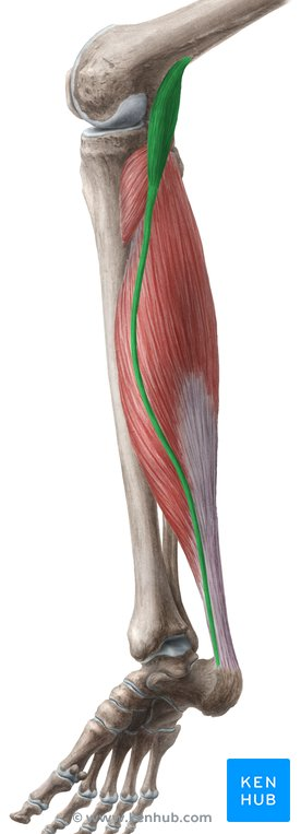 <p>o. condylus lateralis femoris</p><p>i. m. triceps surae cīpsla</p><p>f. flexio pedis </p><p>flexio cruris</p>