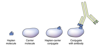 <p>They must be attached to a large molecule often called the <strong>carrier </strong>and is typically a <strong>protein</strong>.</p>