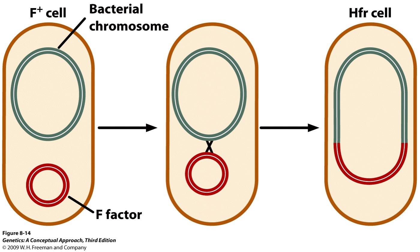 Present, integrated into bacterial chromosome and is a high-frequency donor
