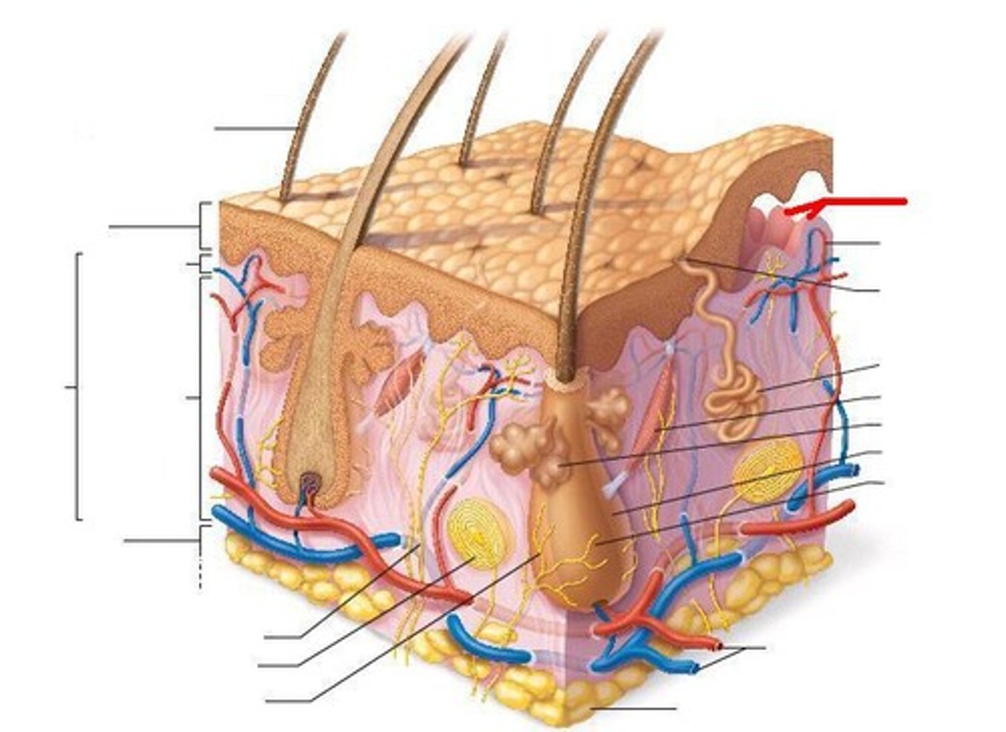 <p>Increases surface area and serves as basis for friction ridges and fingerprints (nipple like projections)</p>