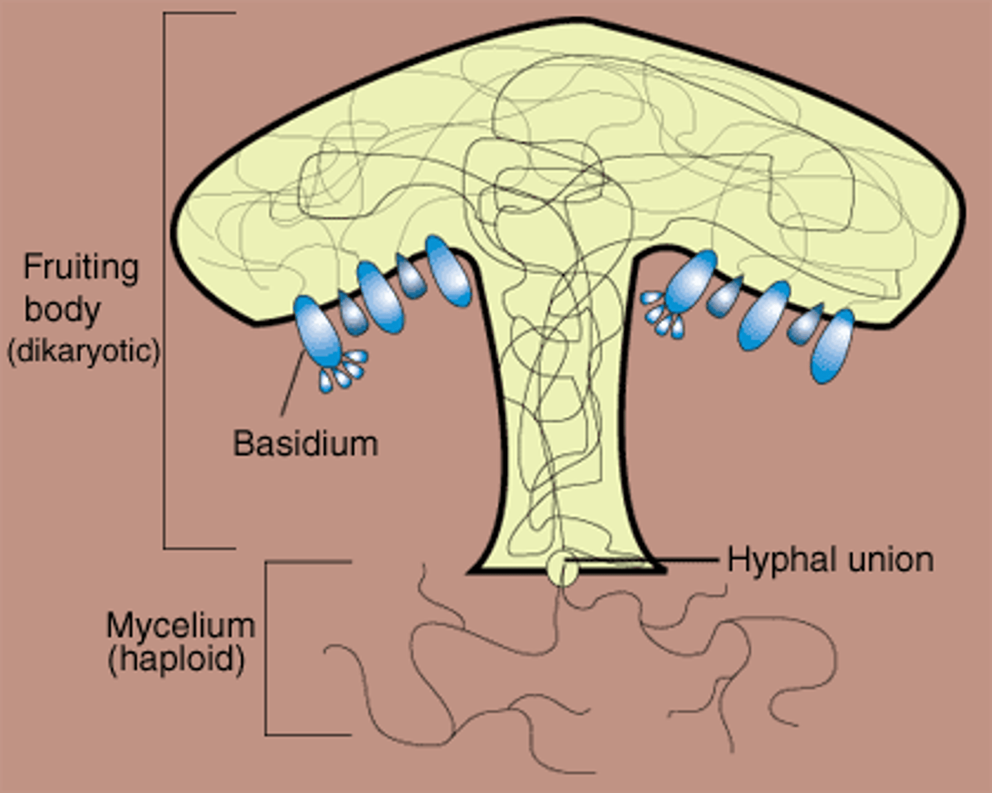 <p>The reproductive structure of a fungus that contains many hyphae and produces spores</p>