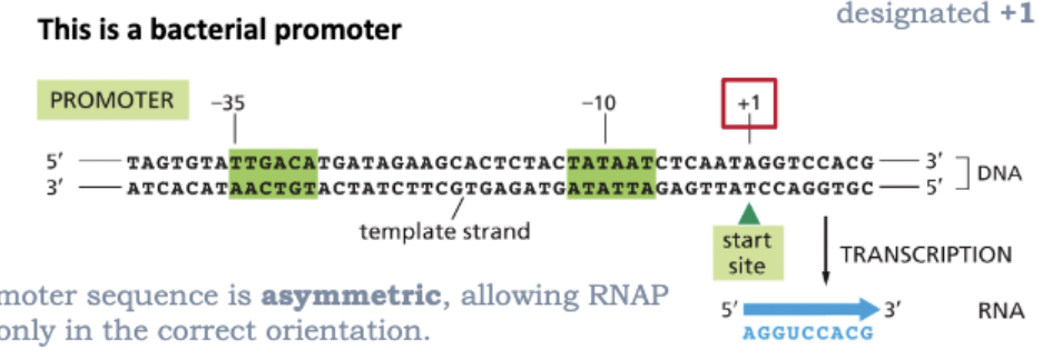 <ul><li><p>IT IS INITIATED AT PROMOTERS</p></li><li><p>RNA POLYMERASES RECOGNIZE AND BIND TO SPECIFIC DNA SEQUENCES CALLED PROMOTERS</p></li><li><p>THE 1ST NUCLEOTIDE TRANSCRIBED IS DESIGNATED +1</p></li><li><p>THE PROMOTER SEQUENCE IS ASYMMETRIC, ALLOWING RNAP TO BIND ONLY IN THE CORRECT ORIENTATION</p></li><li><p>NOTE THAT THE PROMOTER SEQUENCE ITSELF IS NOT TRANSCRIBED INTO RNA </p></li></ul><p></p>