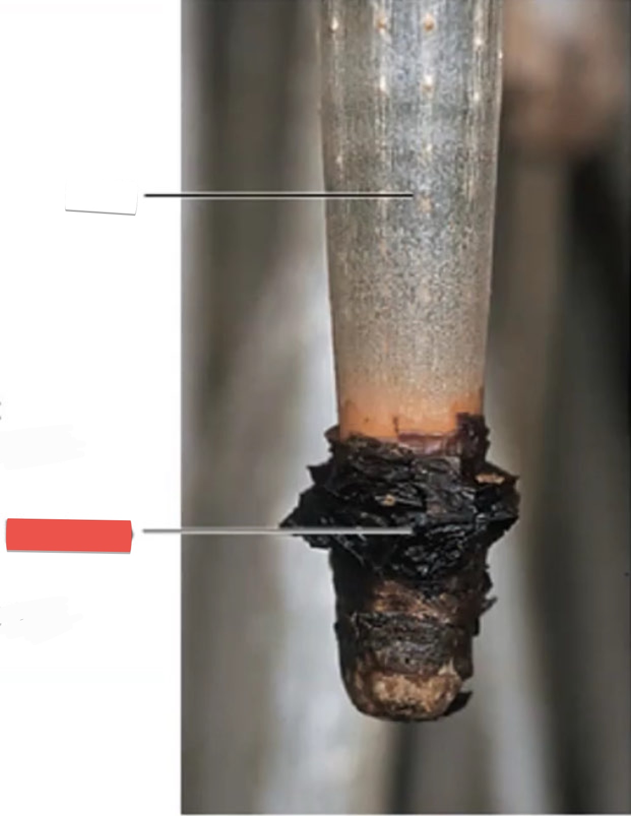 <p>identify the part in red</p>