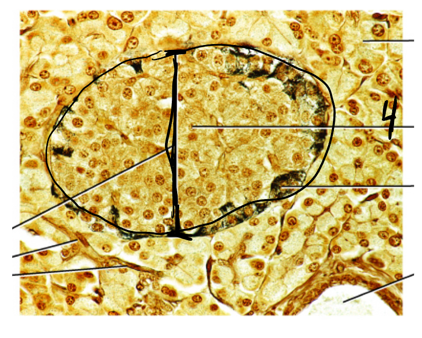 <p>4</p>