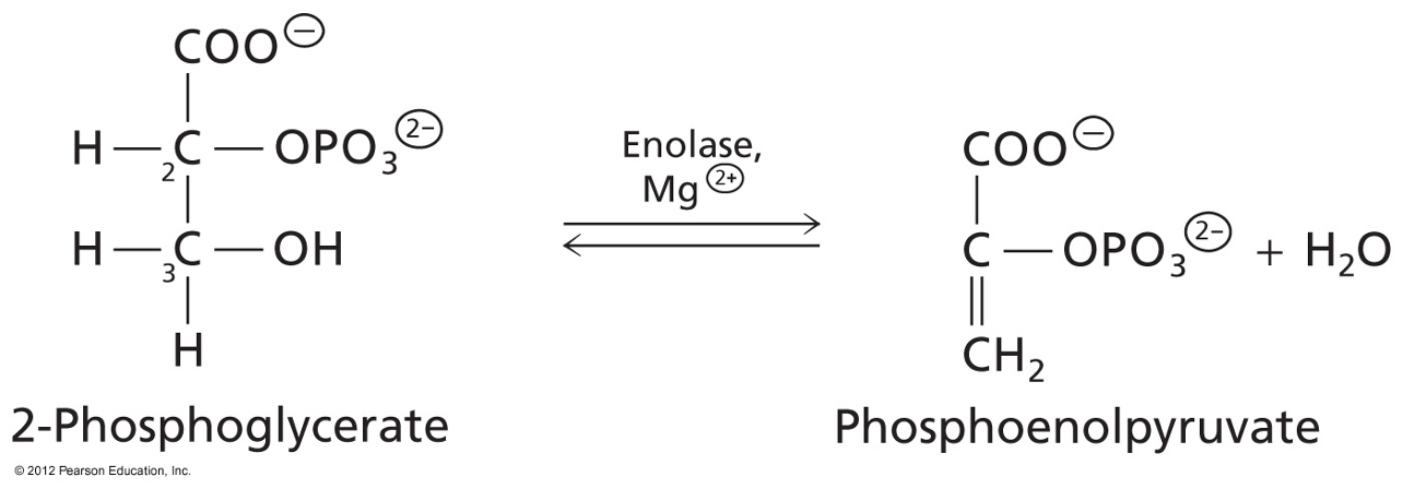 <p>2-Phosphoglycerate converted to Phosphoenolpyruvate</p><p>Enzyme:Enolase: an Lyase</p><p>Requires Mg2+ </p>