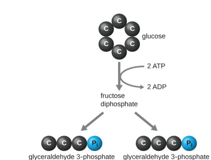 <ul><li><p>start with glucose and 2 ATP</p></li><li><p>reaction occurs to yield 2 ADP and fructose diphosphate</p></li><li><p>fructose becomes 2 glyceraldehyde 3-phosphate</p></li></ul><p></p>