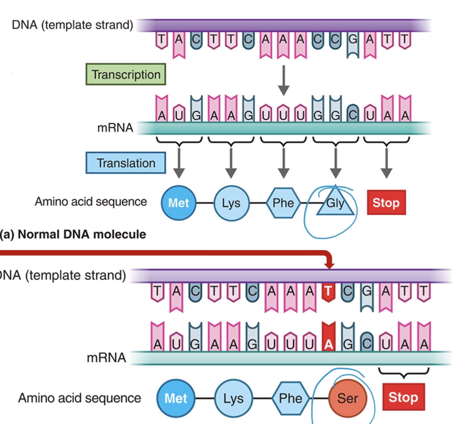 <p>What mutation happened here</p>
