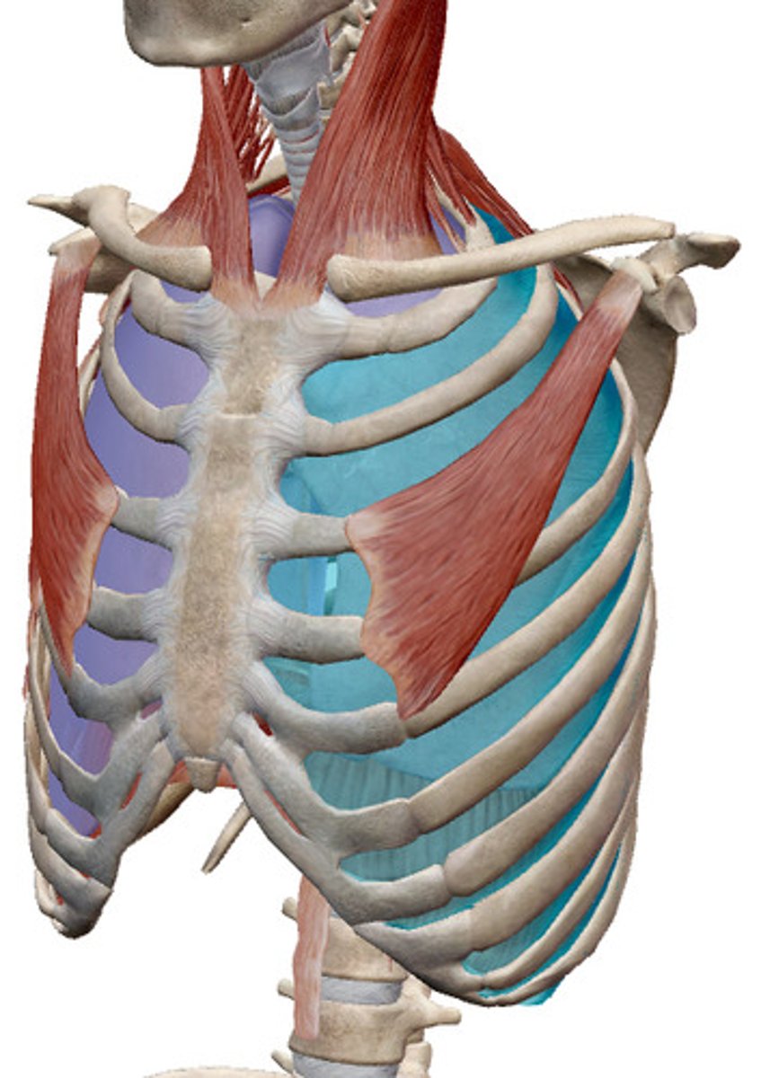 <p>What muscles is this?</p>
