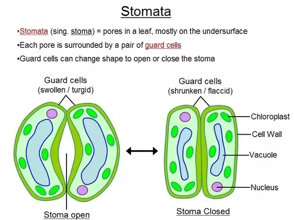 <p>In light → guard cells absorb water by osmosis <span>→ </span>become turgid (swollen) <span>→ </span>stoma opens</p>