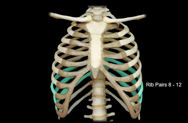<p>What type of ribs are highlighted in this image?</p>