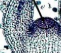 <ul><li><p>Tip of stem and root</p></li><li><p>Responsible for<strong> primary growth</strong></p></li><li><p>Increases length</p></li></ul><p></p>