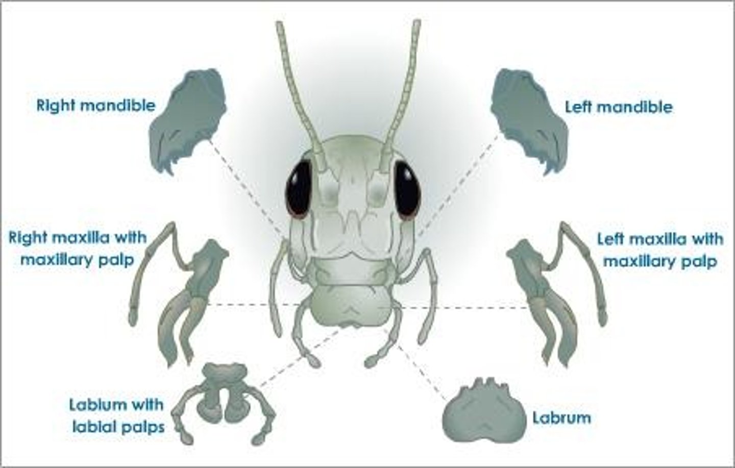 <p>these are used to hold and manipulate food so that it can be chewed or sliced by the mandibles</p>