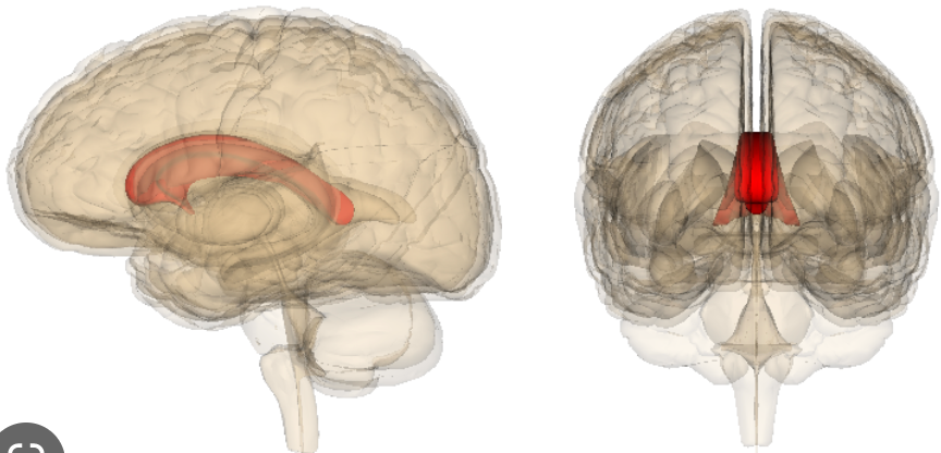 what is the function of the corpus callosum?