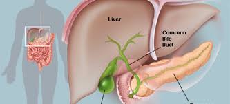 <p>gallbladder </p>