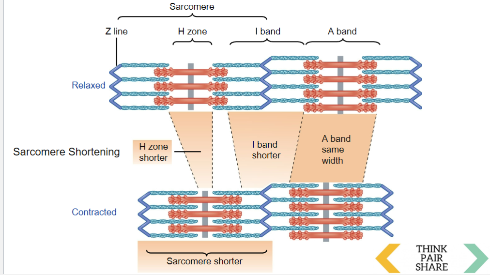 <p>-filaments do not change length</p><p>-A band stays the same, i band gets shorter</p><p>-filaments slide over each other to contract sarcomere</p><p>-H zone also shorter</p>