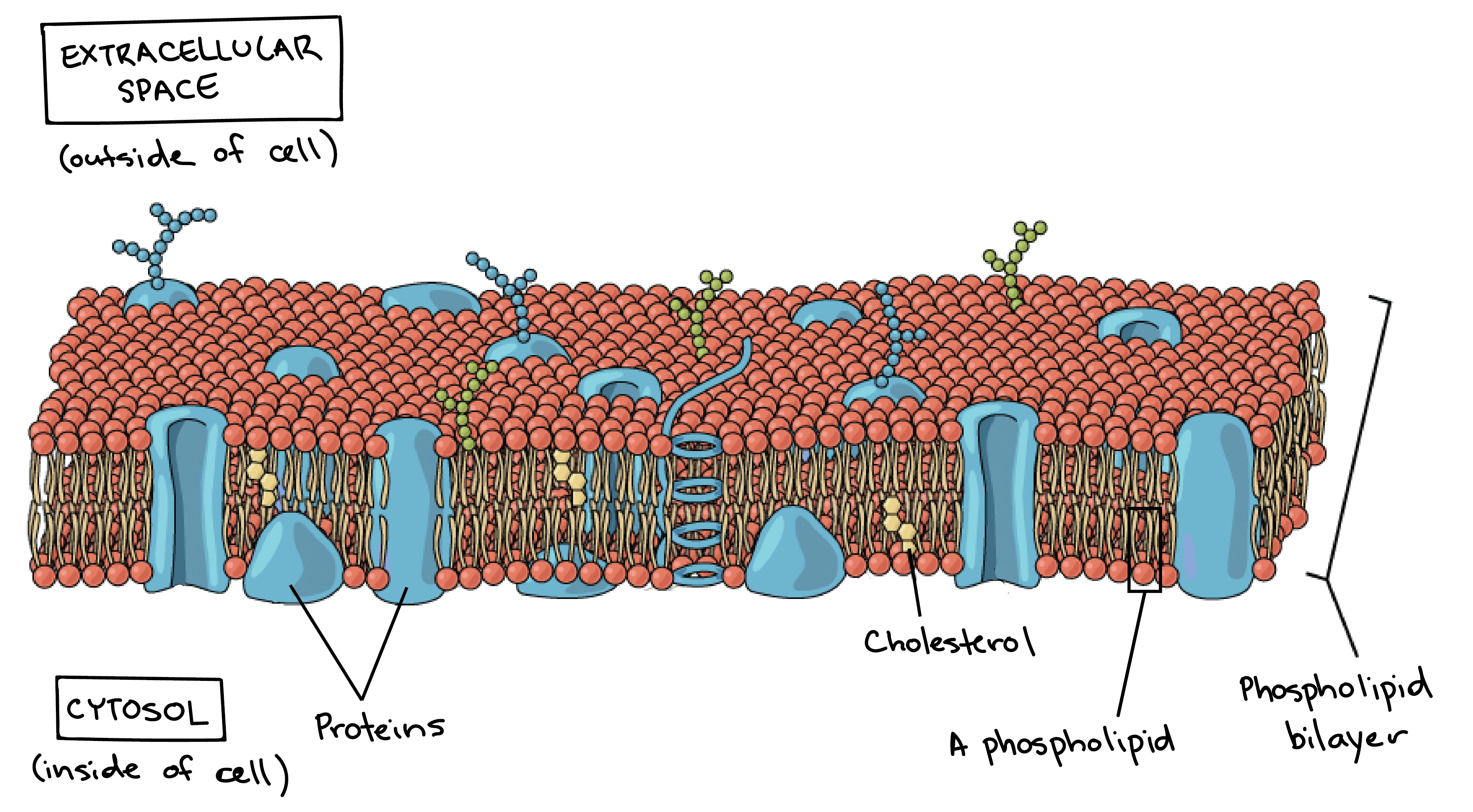 <p>It is the boundary of the cell, and has 2 layers of fat and 1 layer of protein. It allows things in and out of the cell. Image of phospholipid bilayer.</p>