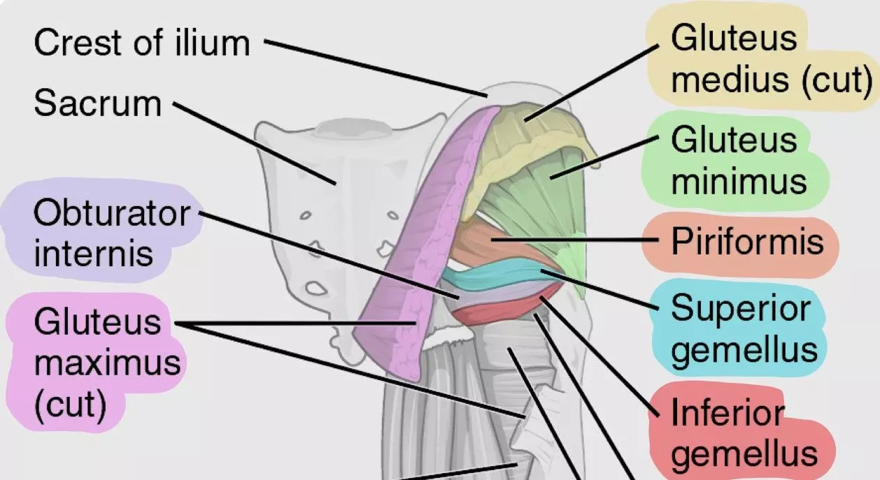 <ul><li><p>Action: Abducts and laterally rotates the thigh</p></li><li><p>Innervation: L5, S1</p></li><li><p>Origin: N/A</p></li><li><p>Insertion: Greater trochanter of the femur</p></li></ul><p></p>