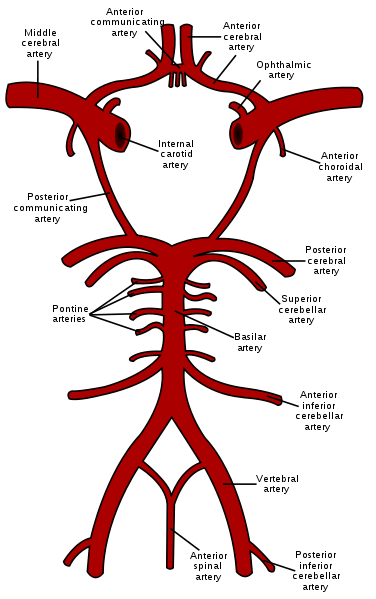 <p>What arteries make up cerebral circulation</p>