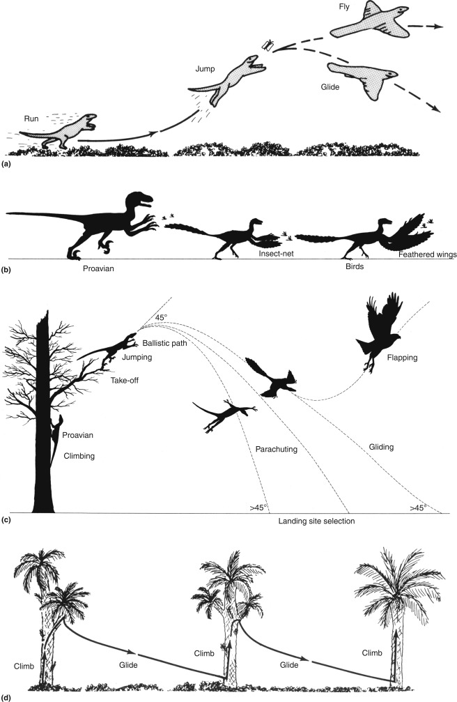 <p>tree-down hypothesis </p>