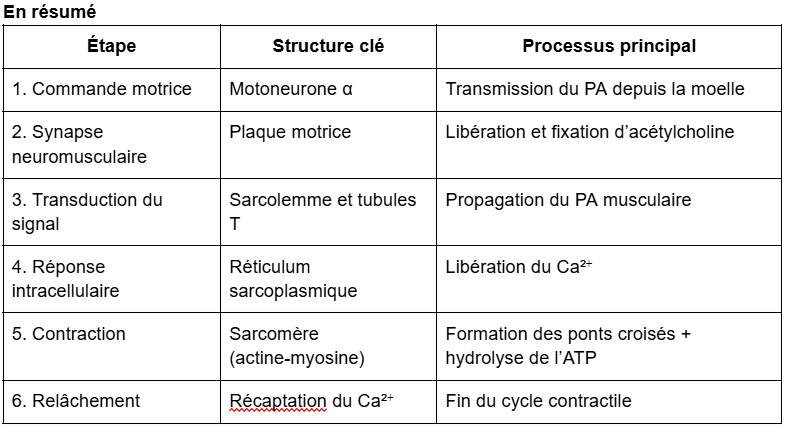 <p><span style="background-color: transparent;"><strong><span>Unités motrices</span></strong></span></p><p><span style="background-color: transparent;"><span>Une </span><strong><span>unité motrice</span></strong><span> correspond à un </span><strong><span>motoneurone</span></strong><span> et à </span><strong><span>l’ensemble des fibres musculaires</span></strong><span> qu’il innerve.<br> Chaque fibre musculaire n’est innervée que par </span><strong><span>un seul motoneurone</span></strong><span>, mais un motoneurone peut innerver </span><strong><span>un nombre variable de fibres musculaires</span></strong><span>, ce qui détermine le </span><strong><span>rapport d’innervation</span></strong><span>.</span></span></p>
