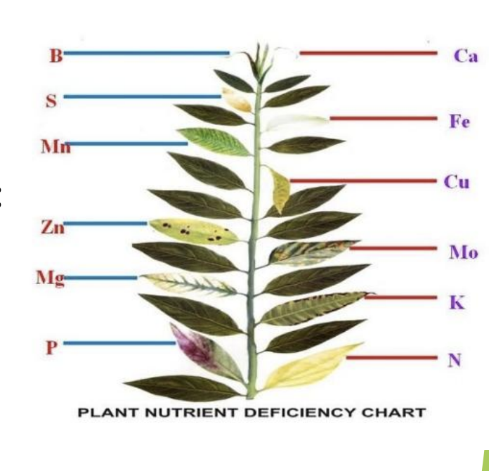<ol><li><p>Chlorosis</p></li><li><p>Anthocyanin accumulation</p></li><li><p>Necrosis</p></li><li><p>Stunted growth</p></li></ol><p></p>