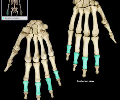 <p><span>*excludes thumb</span></p><p></p>