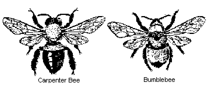 <p>Bumble bees</p><ul><li><p>form small colonies</p></li><li><p>nest in soil</p></li><li><p>pollen basket</p></li><li><p>more closely related to honey bees than carpenter bees</p></li><li><p>usually hairy all over</p></li></ul><p>Carpenter bees</p><ul><li><p>usually solitary</p></li><li><p>nest in wood</p></li><li><p>scopae</p></li><li><p>No hair on abdomen</p></li></ul>