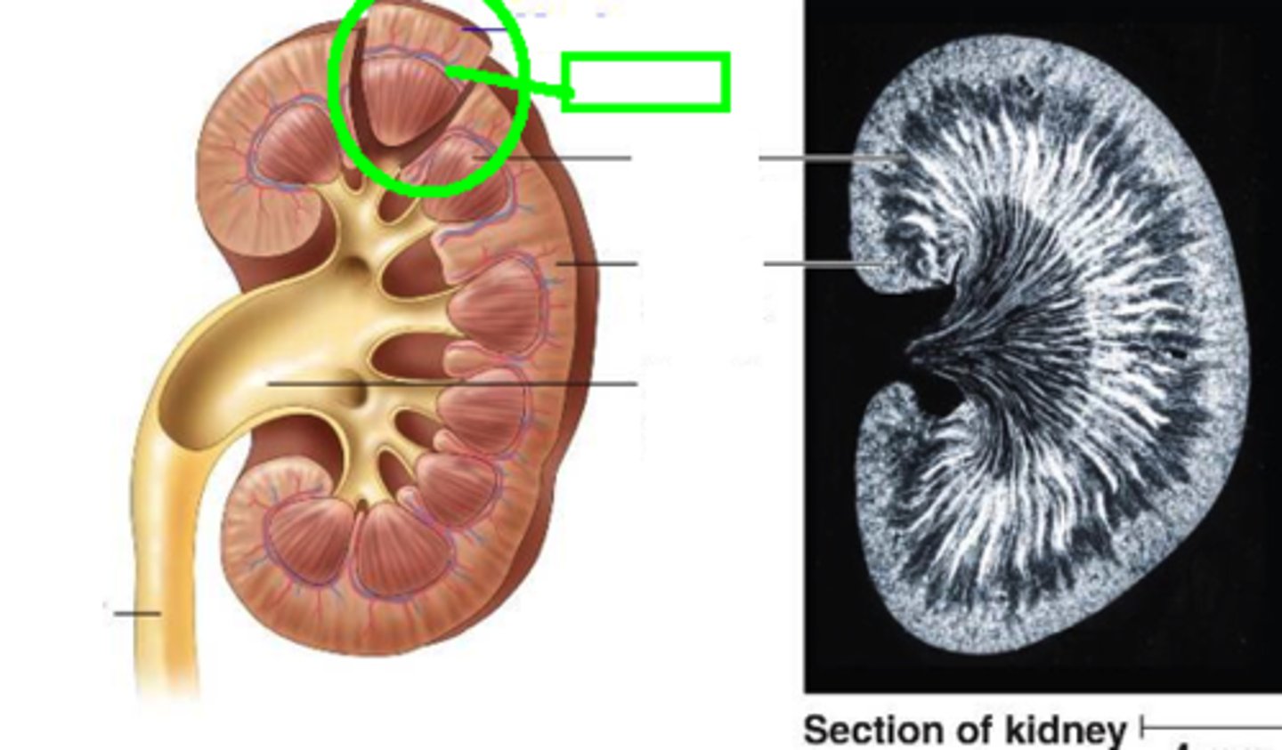 <p>Njurlober (märgpyramider med tillhörande bark)</p>